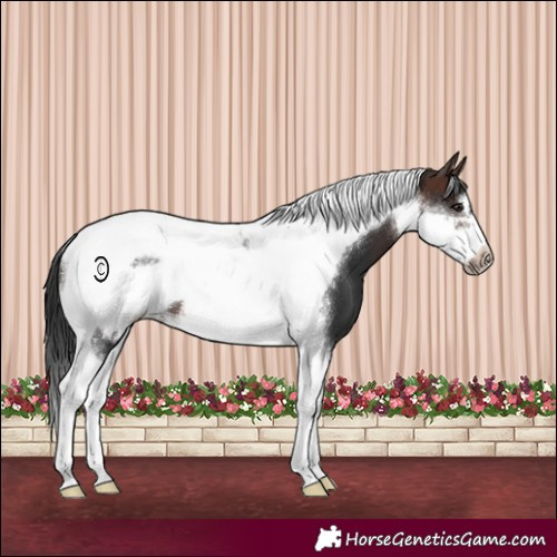 Horse Color:Brown Tobiano Frame 