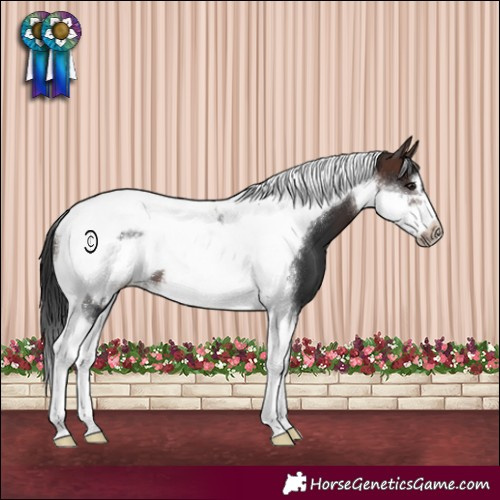 Horse Color:Brown Tobiano Frame