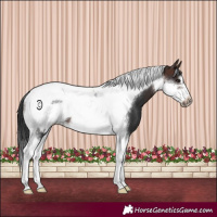Horse Color:Brown Tobiano Frame