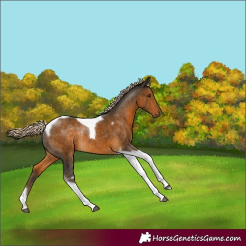 Horse Color:Chocolate Palomino Tobiano Rabicano