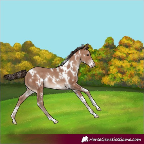 Horse Color:White Spotted Classic Champagne 