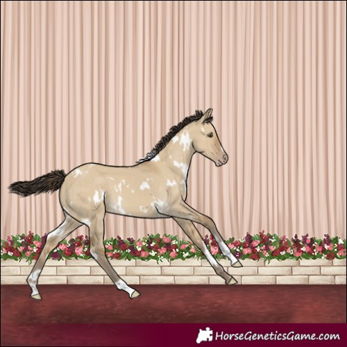 Horse Color:White Spotted Classic Cream Champagne Dun 