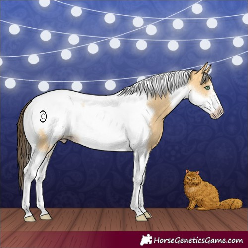 Horse Color:Amber Cream Champagne Dun Tobiano Frame 