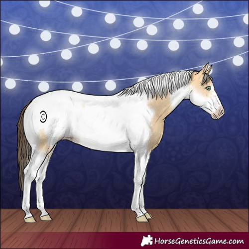 Horse Color:Amber Cream Champagne Dun Tobiano Frame 