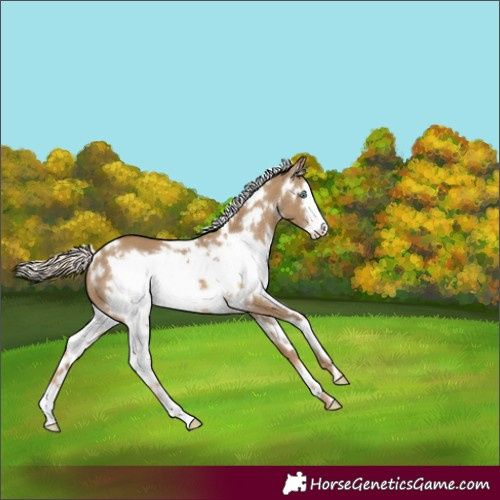 Horse Color:White Spotted Chocolate Palomino Dun Frame 