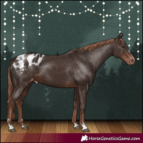 Horse Color:Liver Chestnut Appaloosa 
