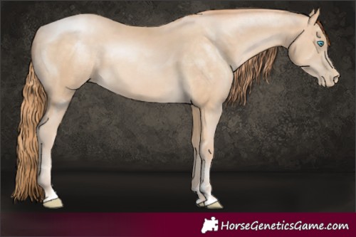 Horse Color:Buckskin Pearl Sabino 