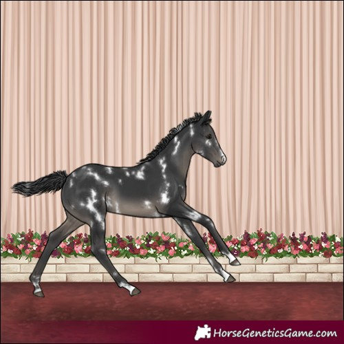Horse Color:White Spotted Black 