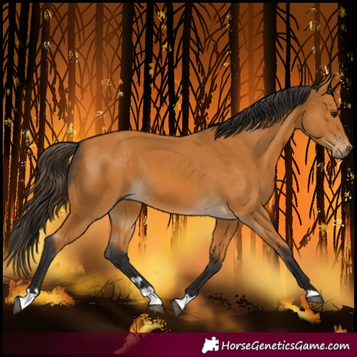 Horse Color:Buckskin