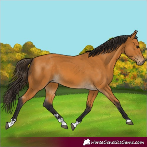 Horse Color:Buckskin