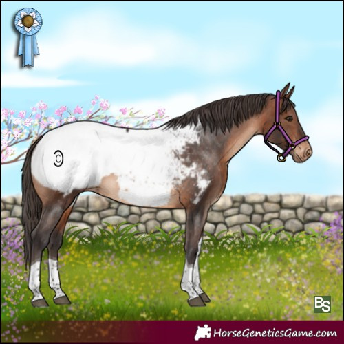 Horse Color:Brown Tobiano Snowcap 
