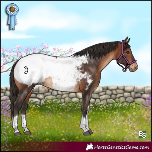 Horse Color:Brown Tobiano Appaloosa 