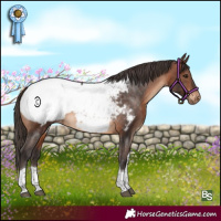 Horse Color:Brown Tobiano Appaloosa