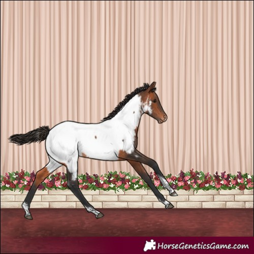Horse Color:Bay Sabino Tobiano Near Fewspot 