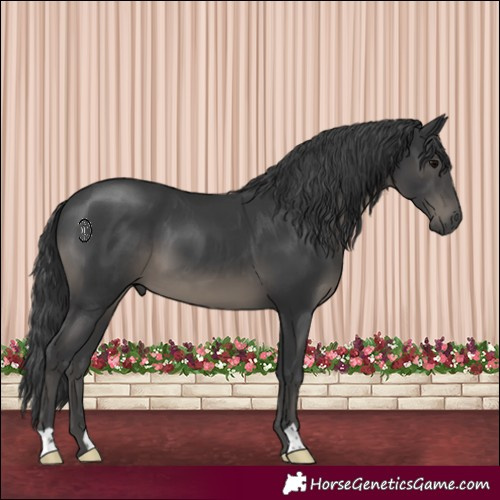 Horse Color:Black 