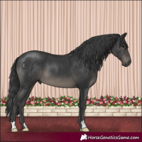 Horse Color:Black 
