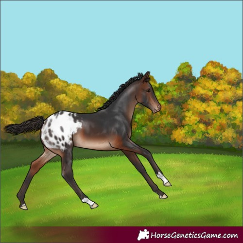 Horse Color:Brown Appaloosa 