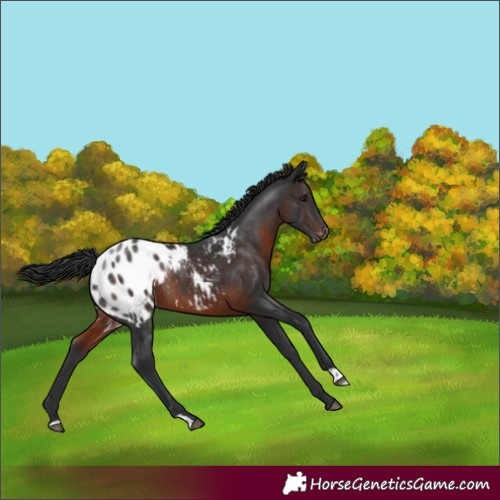 Horse Color:Brown Appaloosa Rabicano 