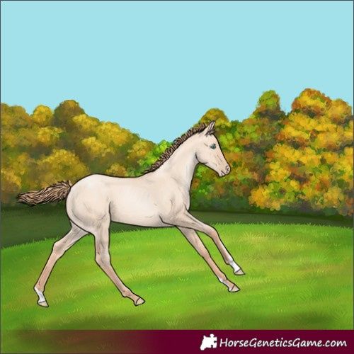 Horse Color:Gold Champagne Pearl Dun 