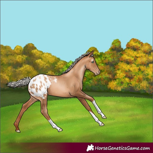 Horse Color:Gray Silver Classic Champagne Pearl Appaloosa 