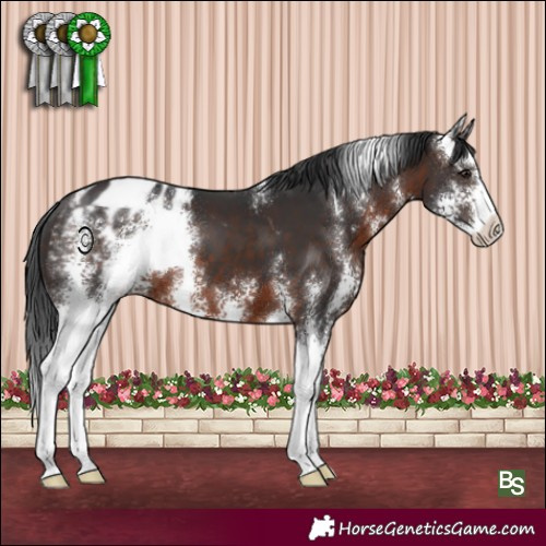 Horse Color:Brown Sabino Appaloosa 