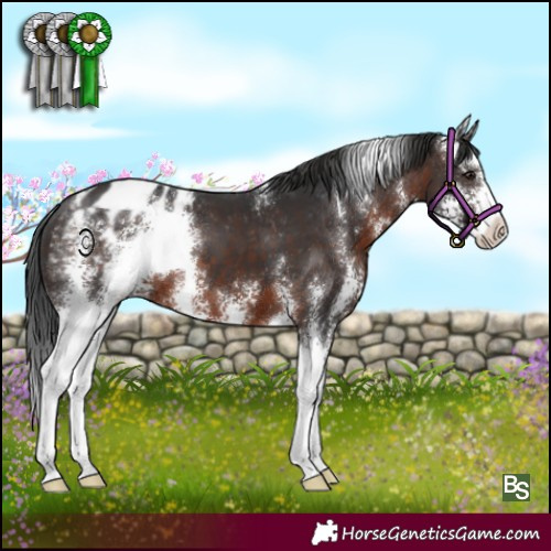 Horse Color:Brown Sabino Appaloosa 