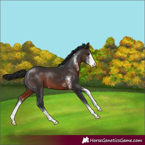 Horse Color:Brown Sabino Varnish 