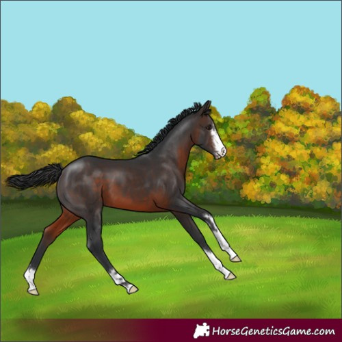 Horse Color:Brown 