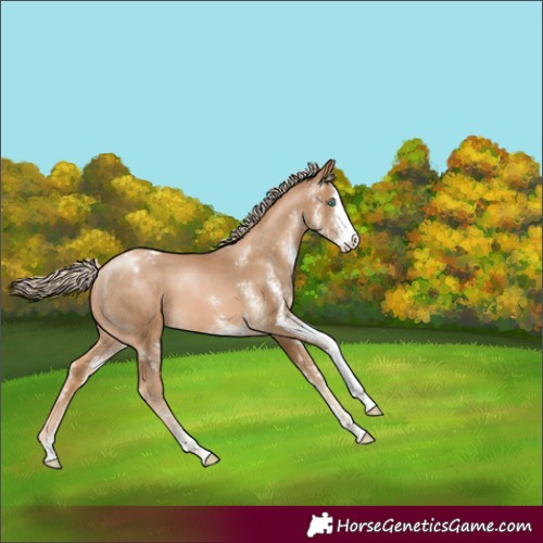Horse Color:Chocolate Palomino Pearl Sabino Appaloosa