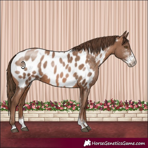 Horse Color:Brown Pearl Sabino Appaloosa 