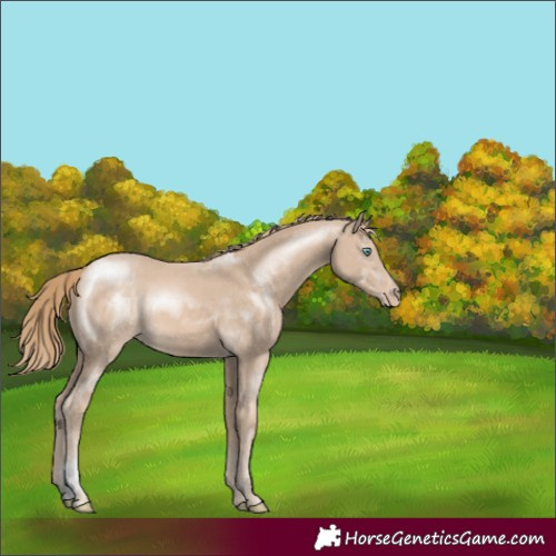 Horse Color:Perlino Sabino 
