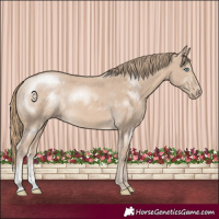 Horse Color:Perlino Sabino 