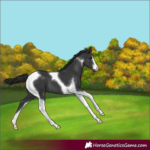Horse Color:Black Tobiano