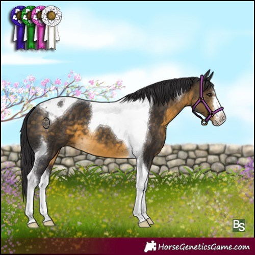 Horse Color:Buckskin Tobiano 