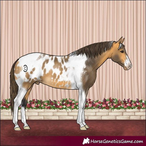 Horse Color:Buckskin Tobiano Appaloosa 