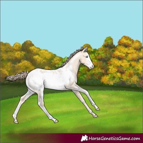 Horse Color:Perlino Sabino Frame Appaloosa
