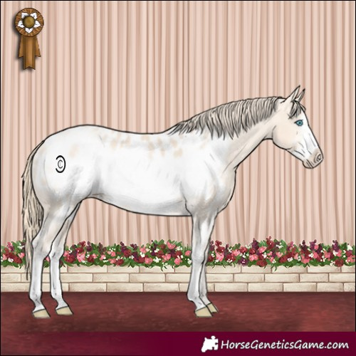 Horse Color:Perlino Sabino Frame Appaloosa 