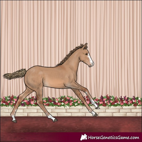 Horse Color:Red Dun 