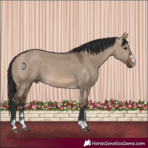 Horse Color:Brown Dun 