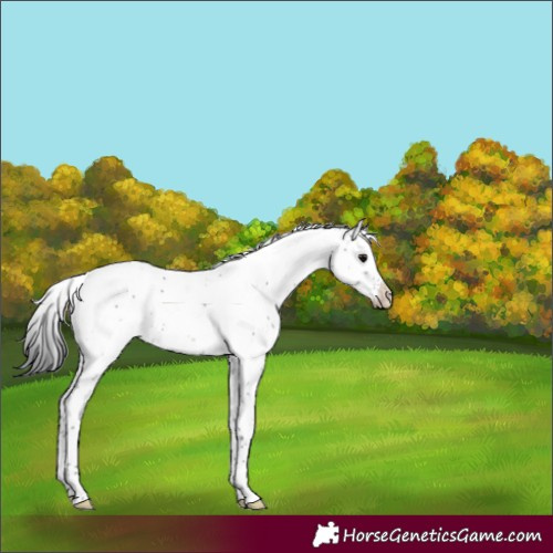 Horse Color:Black Sabino Appaloosa Rabicano 