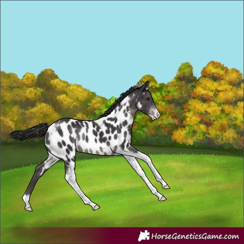 Horse Color:Smoky Black Sabino Tobiano Appaloosa Rabicano