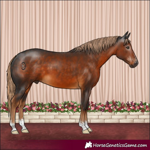 Horse Color:Gray Chocolate Palomino 