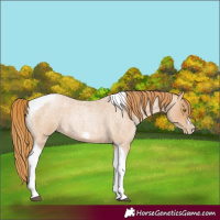 Horse Color:Red Roan Pearl Tobiano Frame