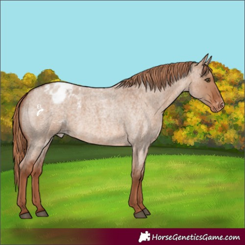 Horse Color:Red Dun Roan Appaloosa 