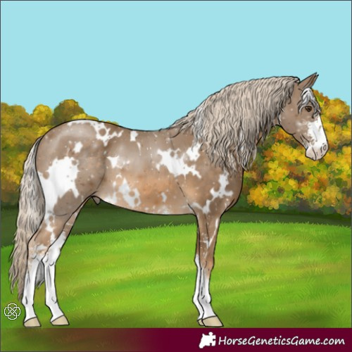 Horse Color:White Spotted Chocolate Palomino Sabino 