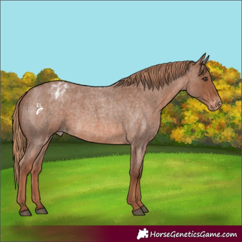 Horse Color:Red Roan Varnish 