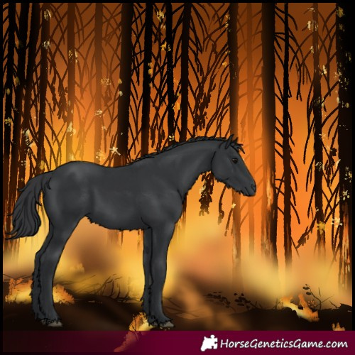 Horse Color:Black 