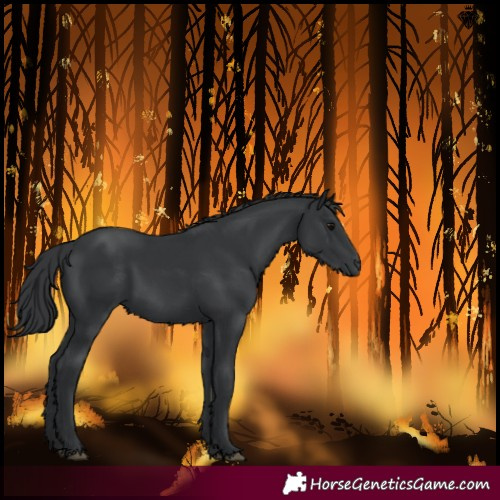 Horse Color:Black 