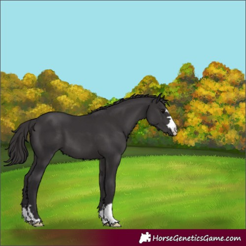 Horse Color:Smoky Black 