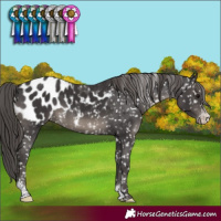 Horse Color:Smoky Black Sabino Appaloosa